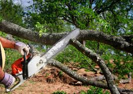 Professional Tree Care in Clovis, CA