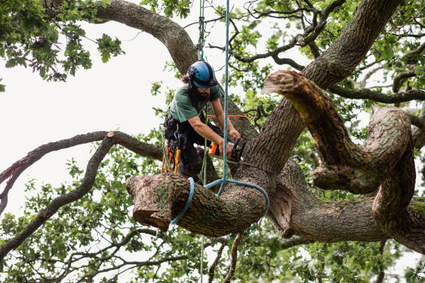 Best Tree Fertilization  in Clovis, CA