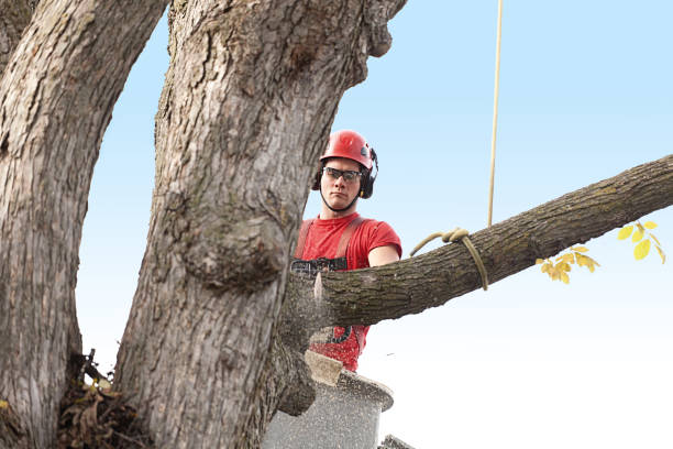 Best Utility Line Clearance  in Clovis, CA